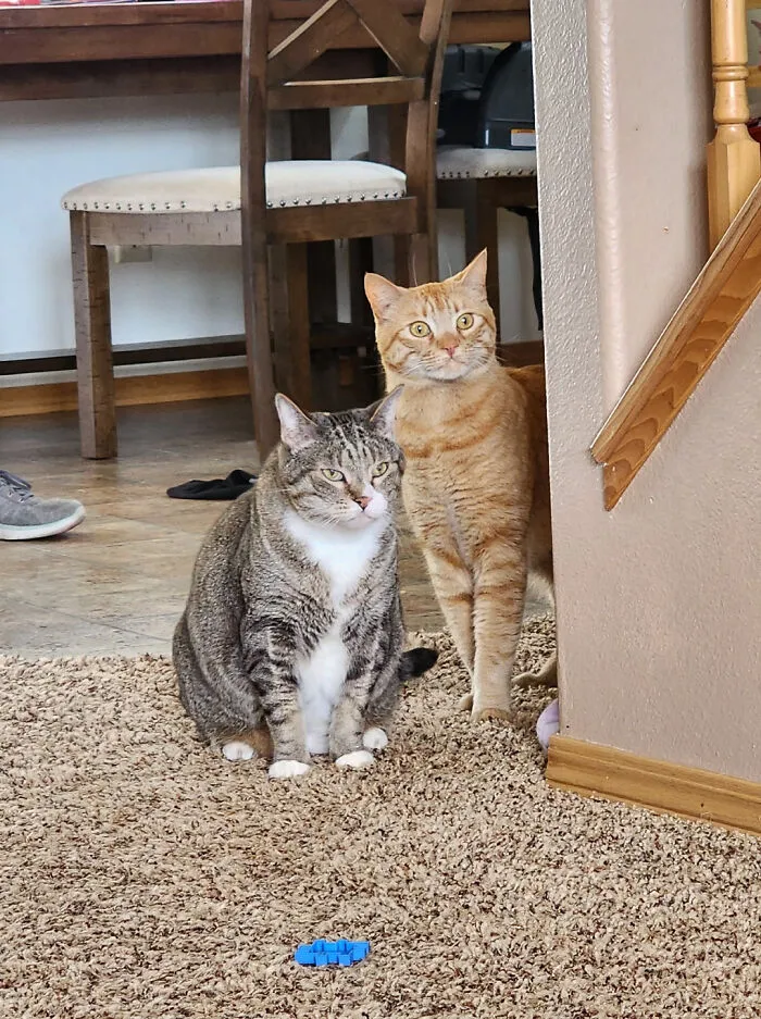 Two delightful cats seated on a carpet in a cozy home environment.
