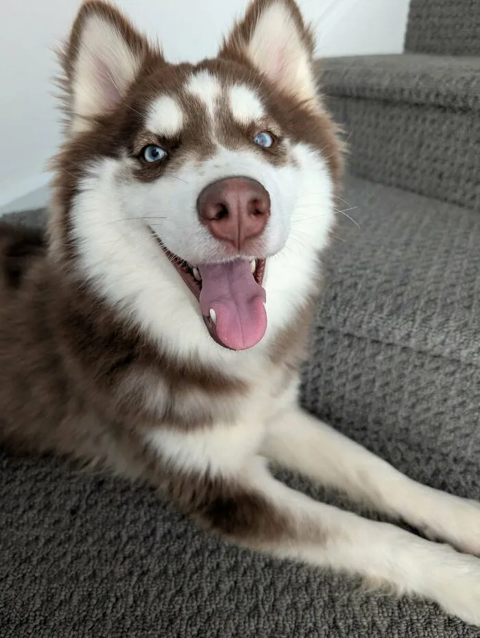 Happy Husky on carpeted stairs, adopted by proud pet owner.