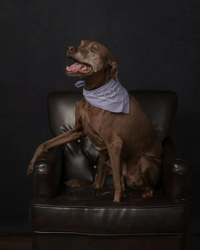 Happy adopted dog with a blue bandana sitting on a black leather chair.