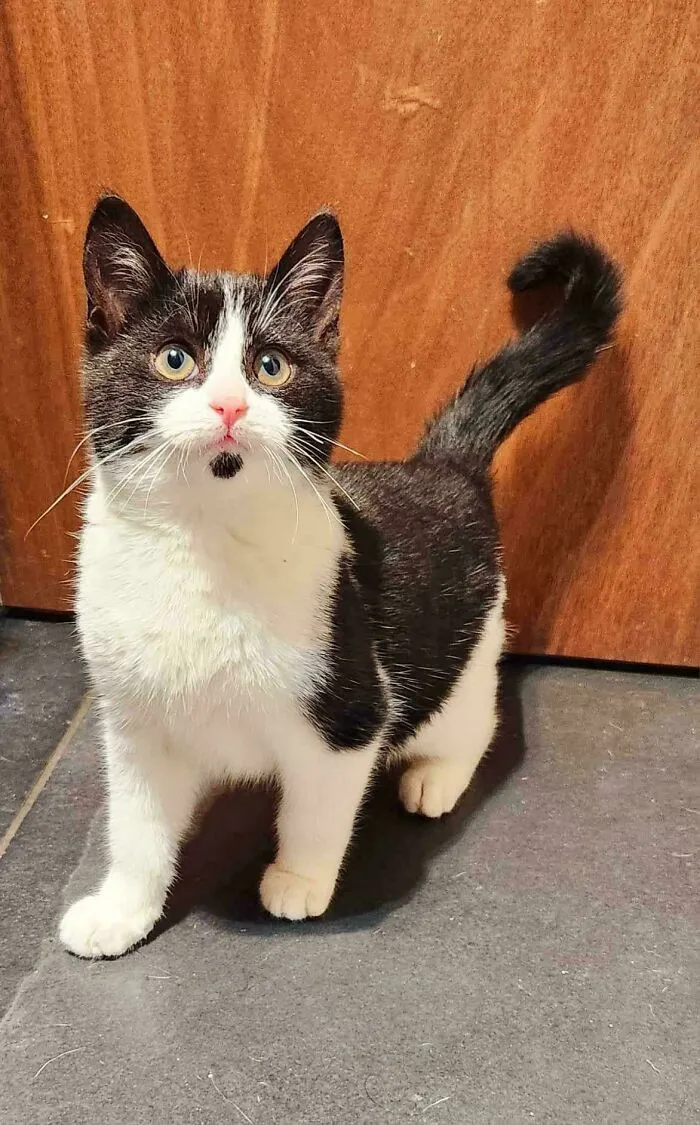 Black and white cat with bright blue eyes standing on a tiled floor, newly adopted by a proud pet owner in January.