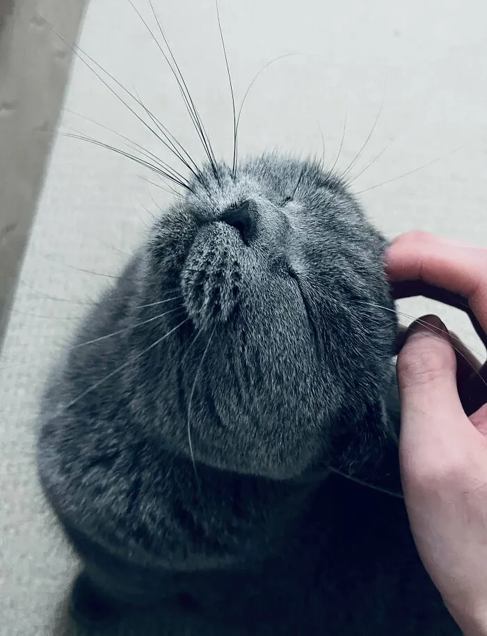 A proud pet owner gently strokes the head of a content gray cat.