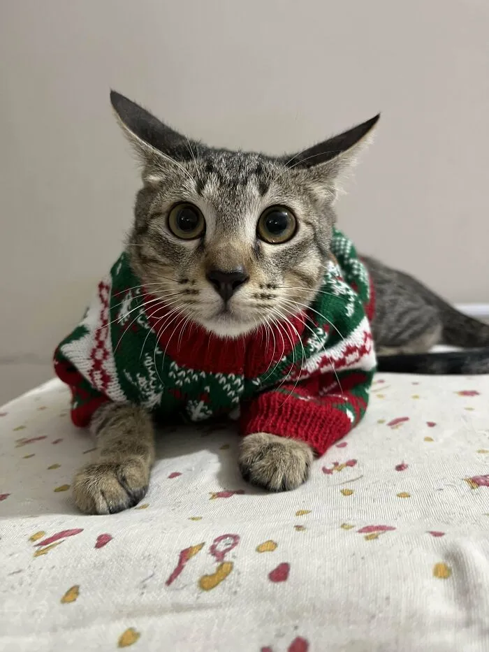 Pepper Wants To Thank You People For Helping Out With His Foster Bills