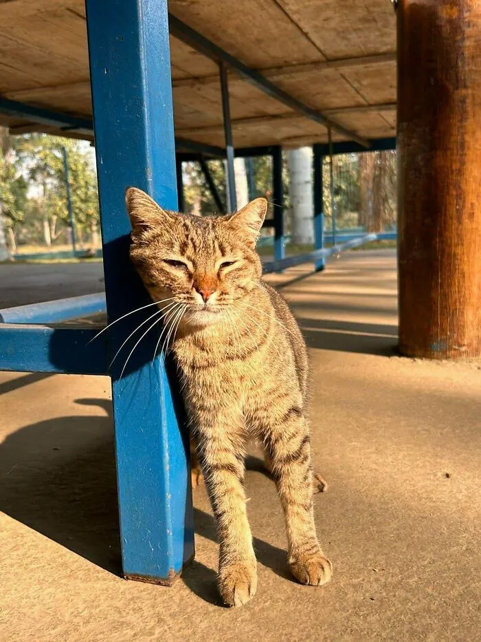 Content cat basking in sunlight under a wooden structure, exemplifying delightful pets adopted by proud owners.