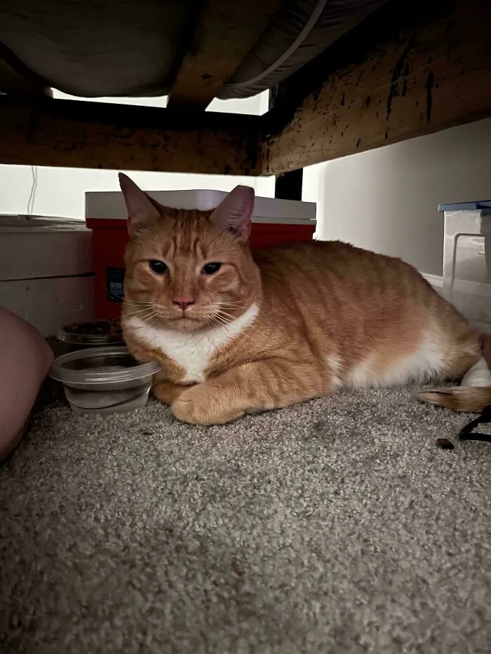 Brought Home Our New Guy, Sushi, But He Is Absolutely Terrified And Won’t Come Out