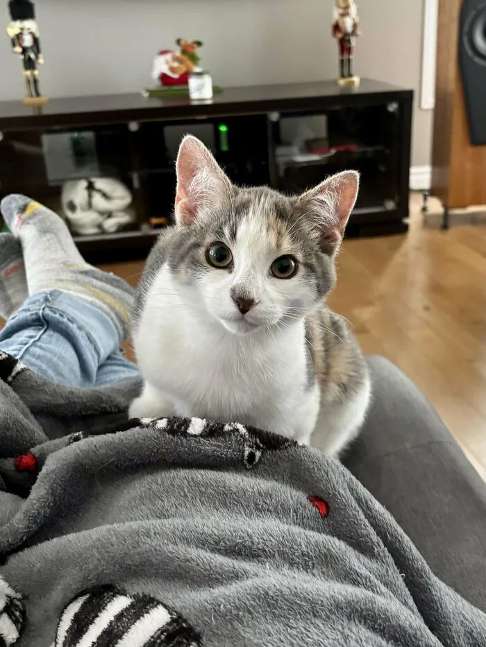 Adopted pet cat sitting on a blanket-covered lap, creating a cozy scene in a living room.