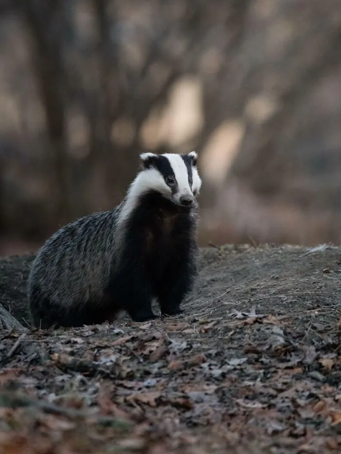 I’ve Spent 30 Hours The Past Two Weeks Waiting For This Badger. Tonight He Finally Showed Up