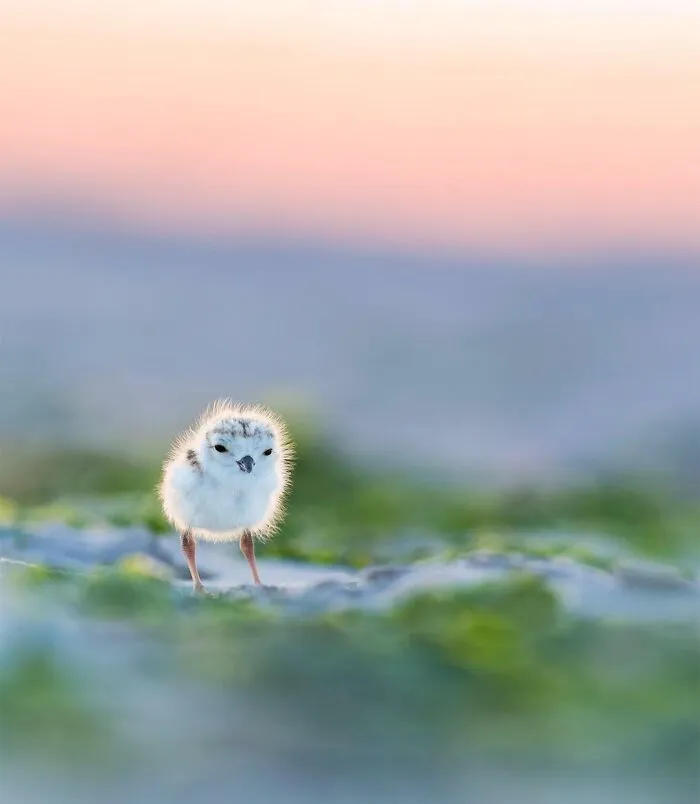 Piping Plover Chick - New Jersey, USA