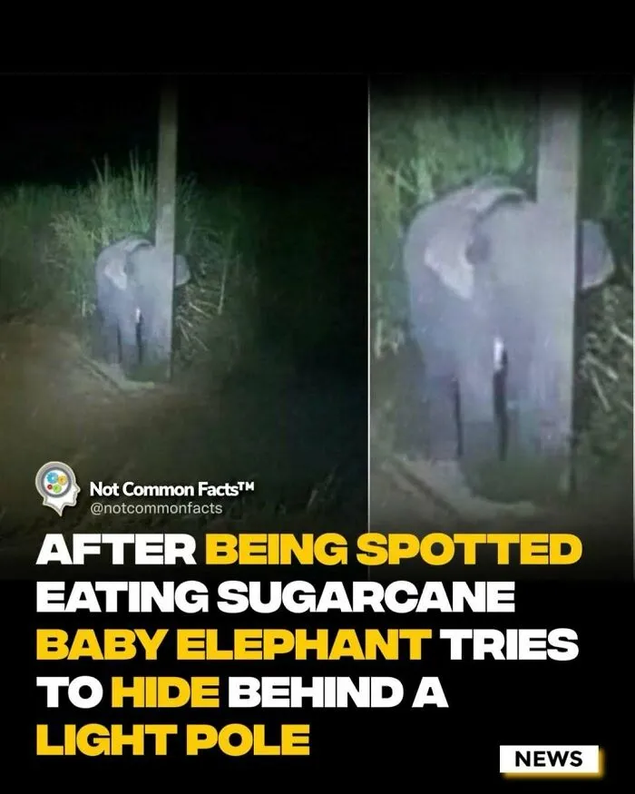 30 Surprising Facts That Prove Our World Is Full Of Fascinating Secrets (New Pics)