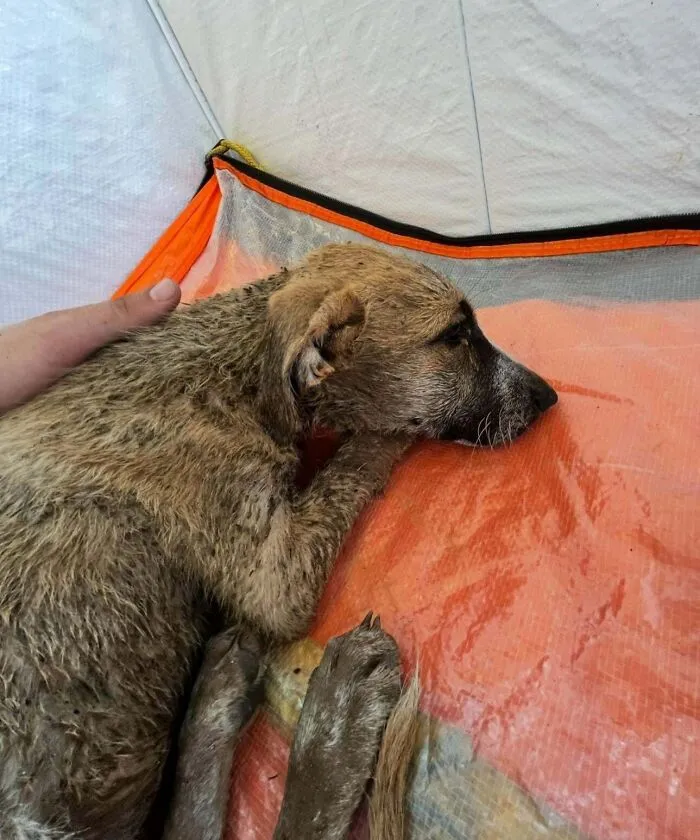 Rescued A Puppy During My Route And Brought Him Home In A Tote