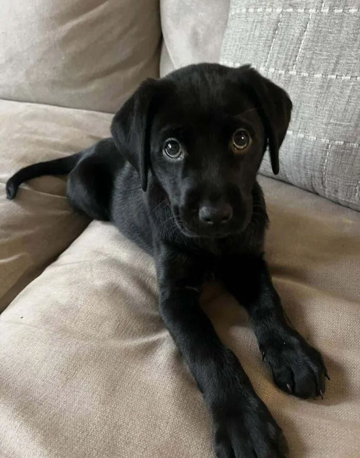 Black puppy, newly adopted pet, laying on a beige couch.