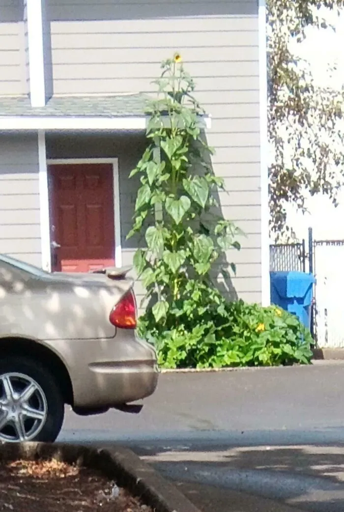 My Neighbors Sunflower Has A Comically Small Bloom For It's Massive Size
