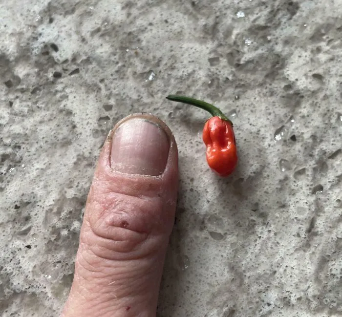 I Was Told You Guys Would Appreciate This. Behold: My Ghost Pepper