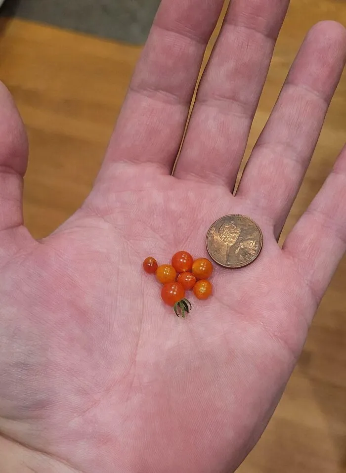 I Found Even Smaller Tomatoes