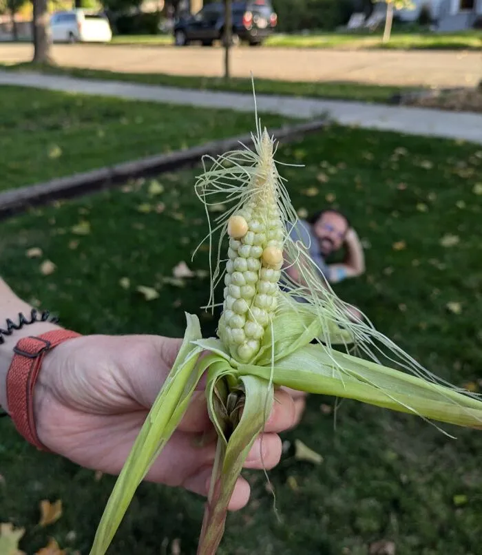 My Brother's Bountiful Corn Harvest!