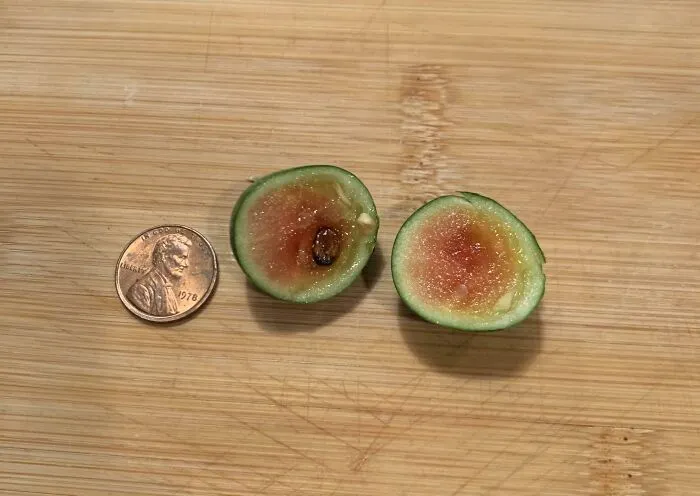 I Did It, I Grew A Watermelon!