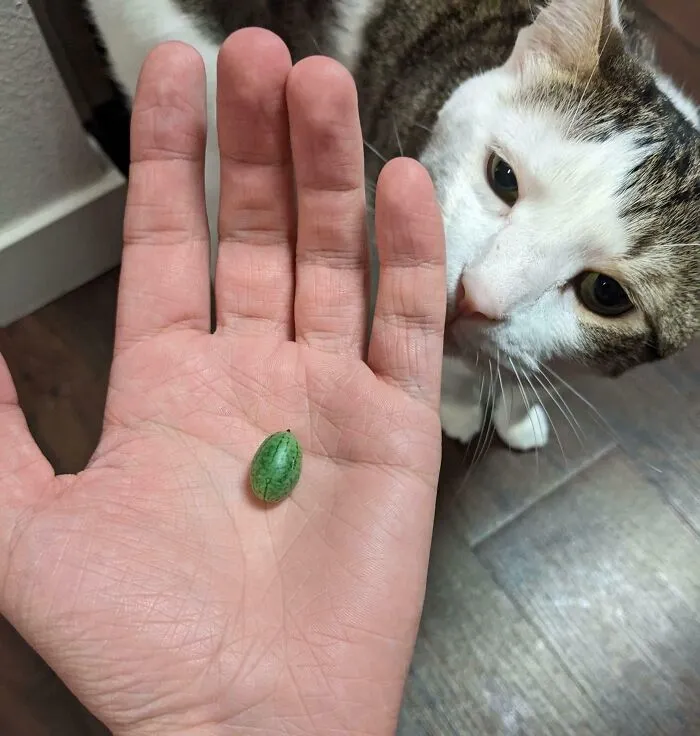 My Only Cucumber This Year