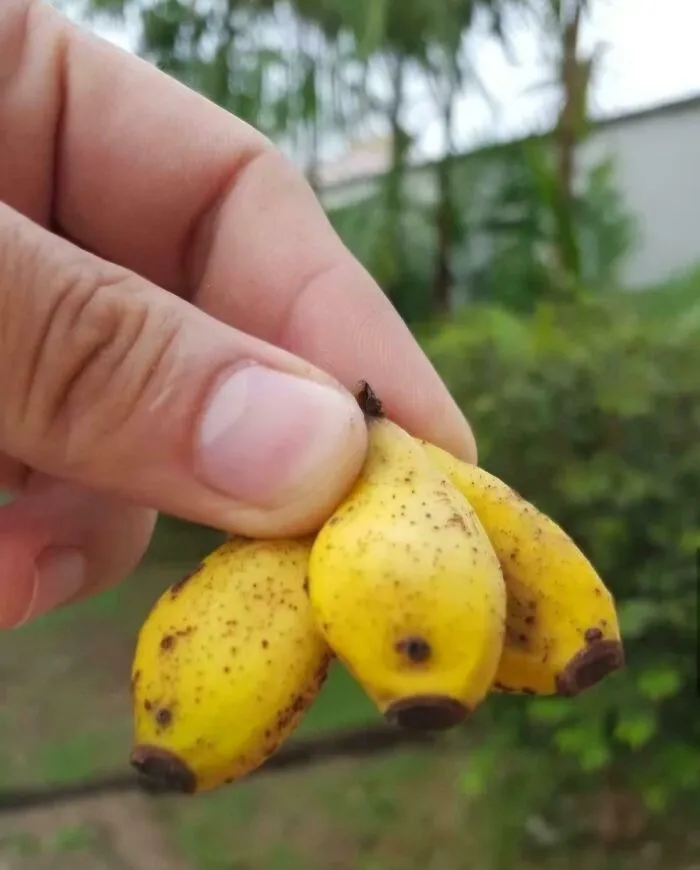 I Planted Bananas On My Backyard