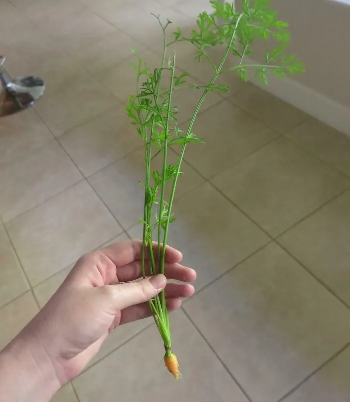 If I Store It Correctly, This Carrot Should Last My Family All Winter!