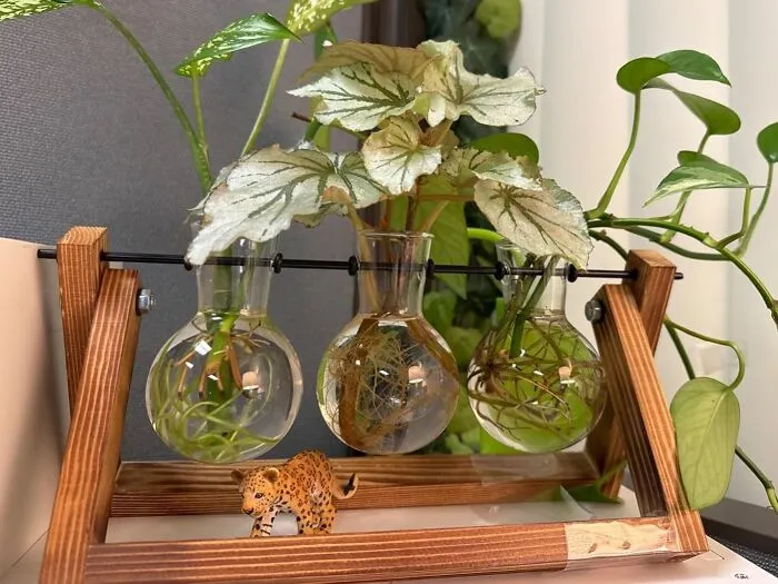 <a style="display:inline;" href="https://www.amazon.com/Terrarium-Planter-Tabletop-Hydroponics-Decoration/dp/B07D29P5Z1?ie=UTF8&linkCode=ll1&tag=bpdeer-20&linkId=e392e6888bca32c12acc4392efa76d32&language=en_US&ref_=as_li_ss_tl " target="_blank"> "Keeping lots of <span Style="Font:inherit;color:#d74b1f;"> greenery/plants </Span> in my office, especially those with grow lights." - <span Style="Font:inherit;color:#808080"> Aromatic-Lead-3252 </Span>