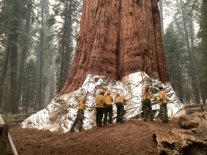 Firefighters Protecting The General Sherman, The Largest Tree In The World, From A Wildfire