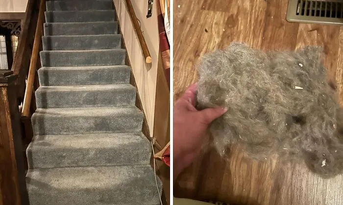 Tame The Furry Beast That Is Your Carpet With A Trusty <a Style="Display:inline;" Href="Https://Www.amazon.com/Furemover-Hair-Remover-Carpet-Rake/Dp/B000efdooa?ie=utf8&th=1&linkcode=ll1&tag=bpstarfish-20&linkid=f6b6d678abb041737ffc0e3d8db4bed2&language=en_us&ref_=as_li_ss_tl" Target="_blank"><span Style="Font: Inherit; Color: #d74b1f;"> Pet Hair Rubber Broom</Span> That's Like A Ninja Warrior For Rogue Pet Hairs