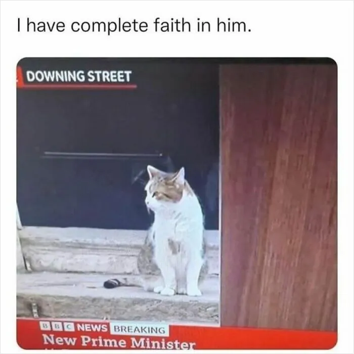 36 Funny And Furry Pics Of Cats Who Aren’t Afraid Of A Hard Day’s Work