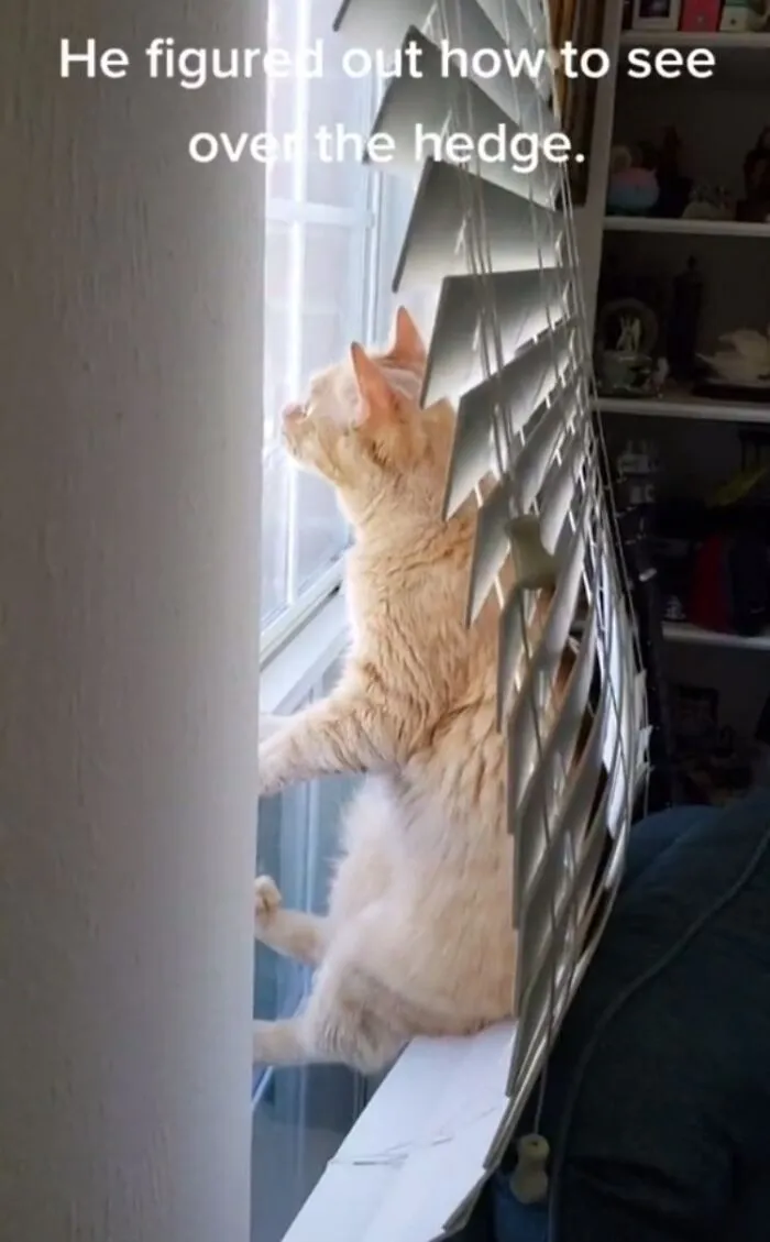 36 Funny And Furry Pics Of Cats Who Aren’t Afraid Of A Hard Day’s Work