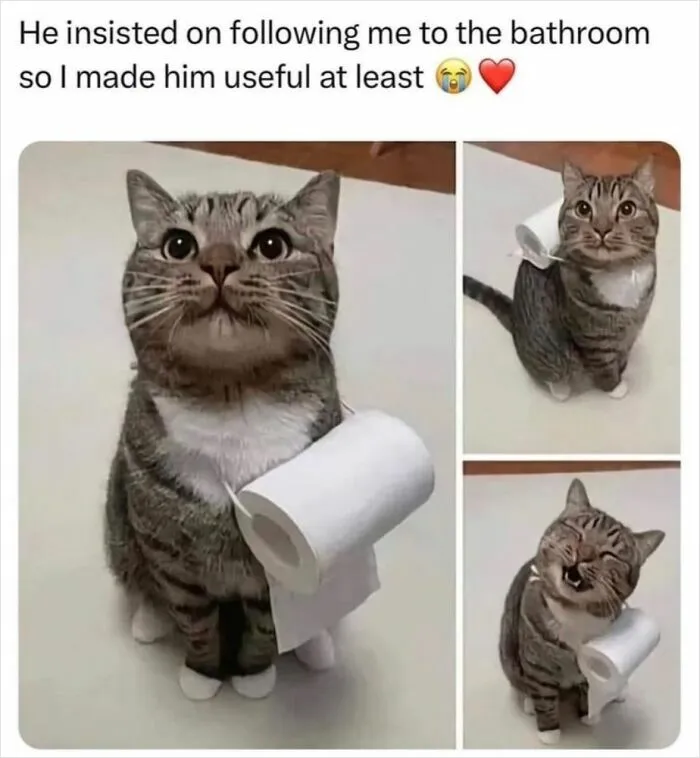 36 Funny And Furry Pics Of Cats Who Aren’t Afraid Of A Hard Day’s Work