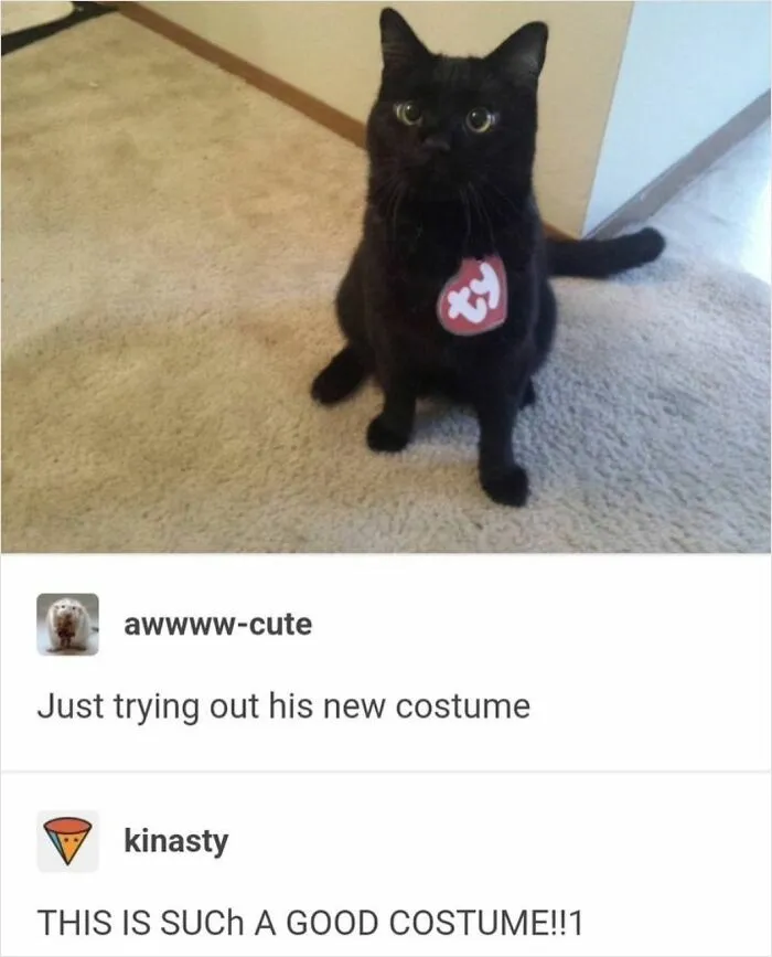 36 Funny And Furry Pics Of Cats Who Aren’t Afraid Of A Hard Day’s Work