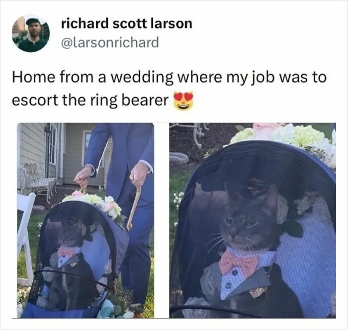 36 Funny And Furry Pics Of Cats Who Aren’t Afraid Of A Hard Day’s Work