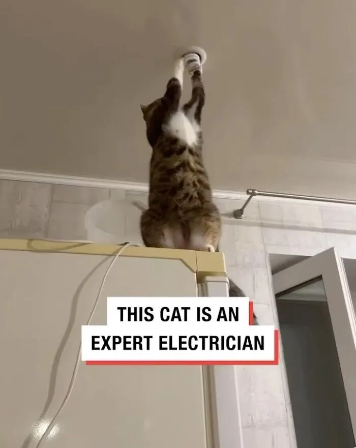 36 Funny And Furry Pics Of Cats Who Aren’t Afraid Of A Hard Day’s Work