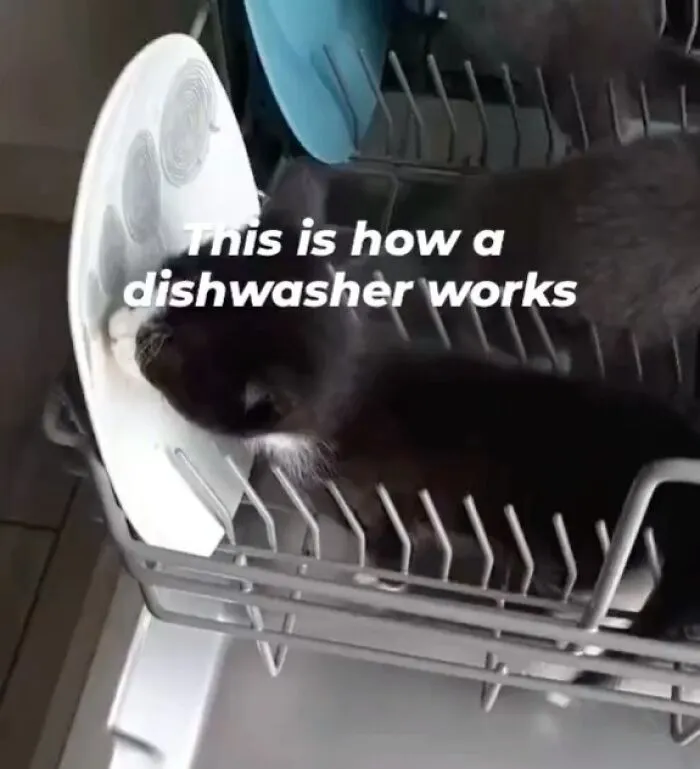 36 Funny And Furry Pics Of Cats Who Aren’t Afraid Of A Hard Day’s Work