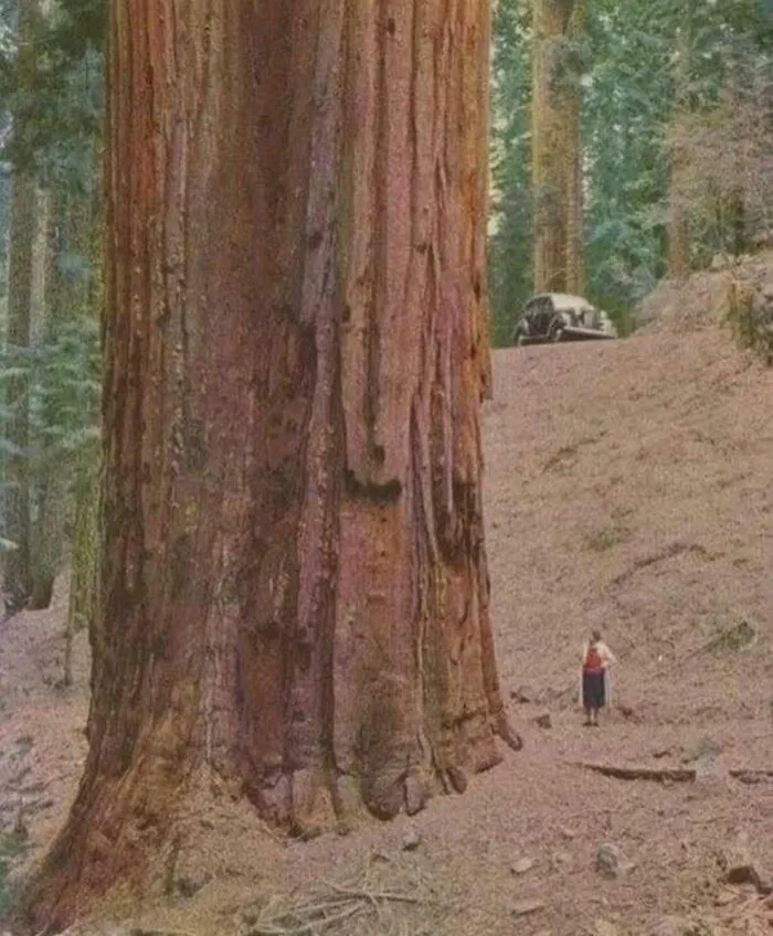 A Woman In The 1950’s Standing Next To A Redwood Tree