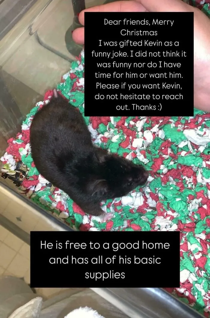 Tis The Season For Giving Living Breathing Animals To People As Gifts Without Prior Consent