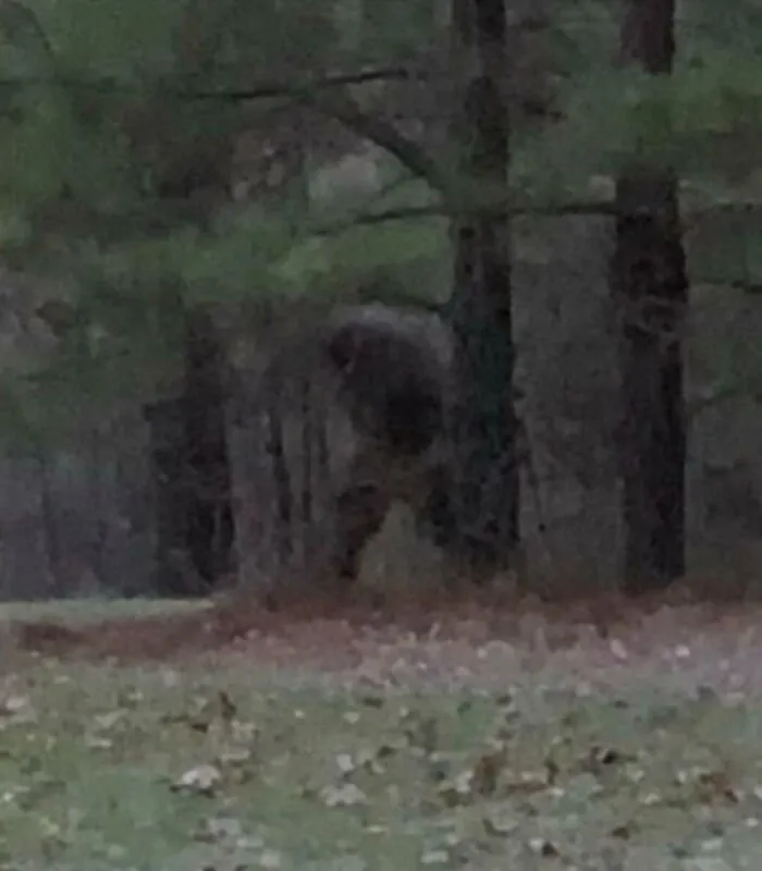South Georgia Bigfoot?