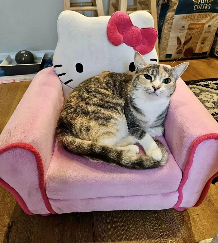 I Found A Tiny Hello Kitty Couch For 4 Dollars At The Goodwill Bins In Hillsboro, OR. Cherry Loves Her New Throne
