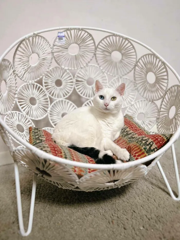 Just Found This Mini Wicker Egg Chair At My Local Goodwill For $25 So I Snagged It For My Cat. She Loves It!