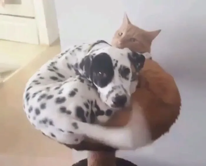 Almost Bed Revenge