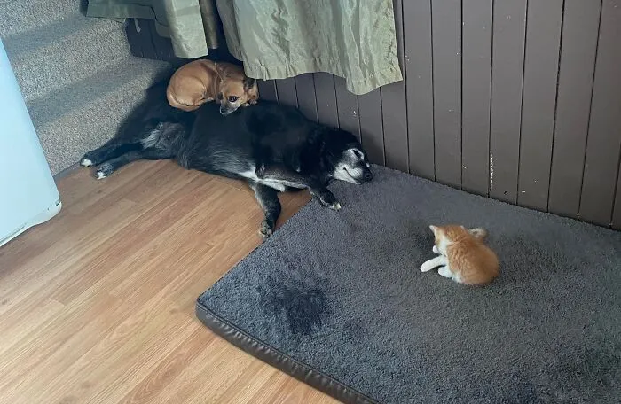 Now 2/4 Of The Dogs Are Waiting To Use The Bed