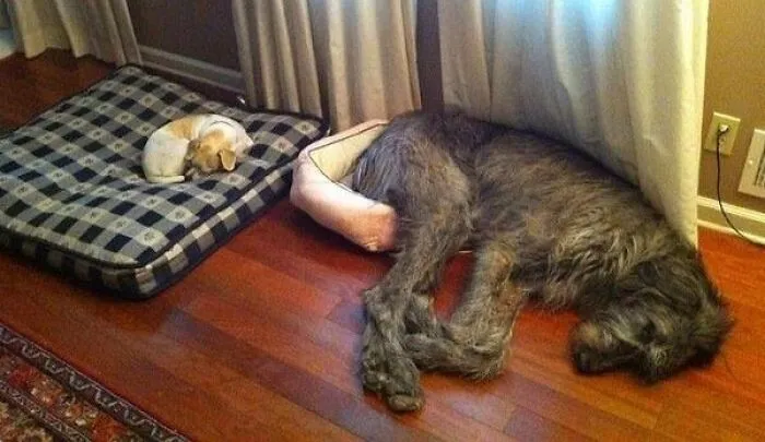 Exiled To The Butt Bed
