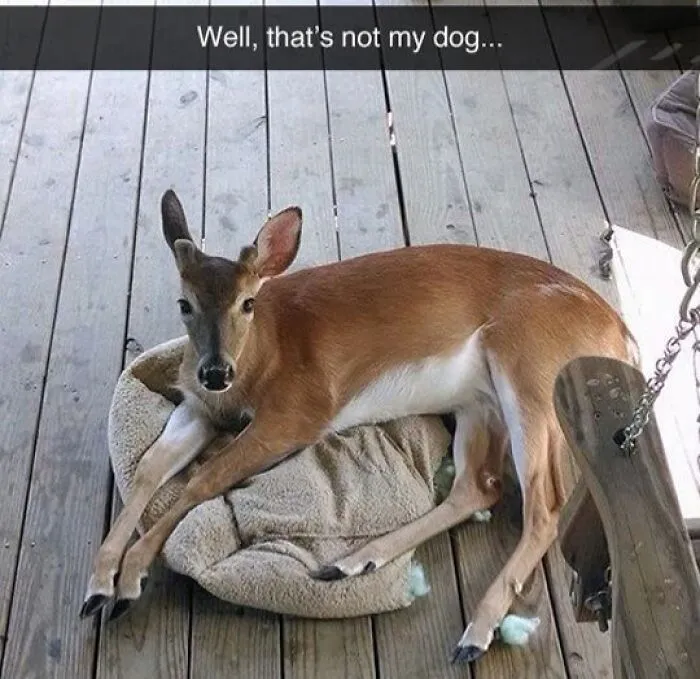 That's Not My Dog