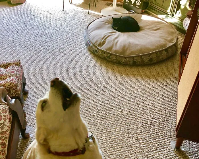 I Was Able To Capture The Raw Anguish He Felt After Losing His Bed To The Void