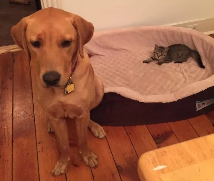 The Dog Wasn’t Too Happy About The New Baby