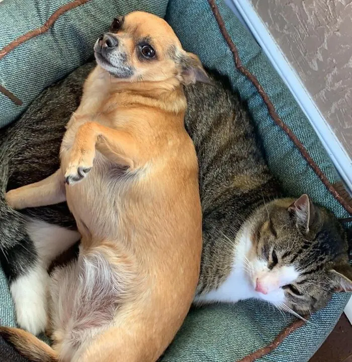 Boots Tried To Steal Poppy’s Bed But Poppy Said Nope