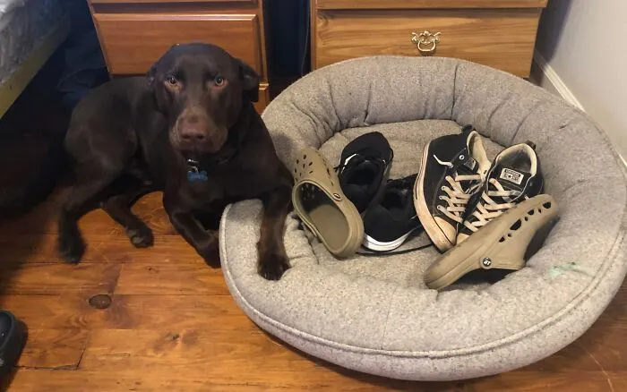 I Was Cleaning My Room And Forgot To Move Stuff Off His Bed