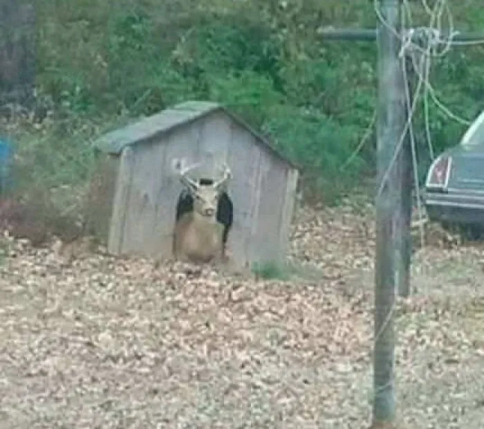 Stolen Dog House