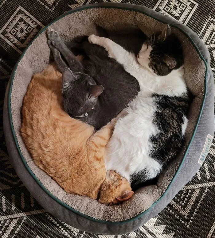 They Have Four Towers, Three Cat Hammocks, And Unlimited Access To The Couches, But The Dog's Bed Is Best
