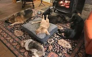 The Most Hilarious 40 Dog Bed Thefts That Were Caught On Camera And Shared Online