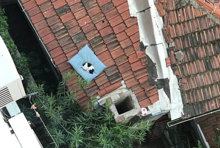 My Dog's Pillow Fell To The Roof Couple Days Ago. It Has A New Owner Now