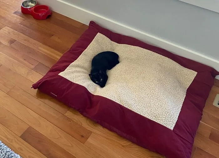 Adopted Her 5 Days Ago And She’s Already Made Her Move